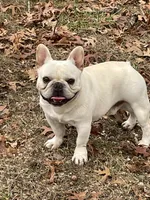 Cream Leo, a male French Bulldog for sale in West Plains, MO – Photo 1 of 5