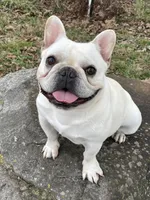 Cream Leo, a male French Bulldog for sale in West Plains, MO – Photo 2 of 5