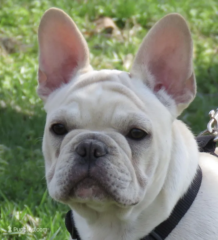 AKC Cream Sammy – French Bulldog puppy for sale in West Plains, MO