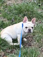 AKC Cream Sammy, a male French Bulldog for sale in West Plains, MO – Photo 5 of 8