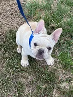 AKC Cream Sammy, a male French Bulldog for sale in West Plains, MO – Photo 6 of 8