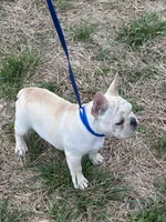 AKC Cream Sammy, a male French Bulldog for sale in West Plains, MO – Photo 4 of 8
