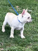 AKC Cream Sammy, a male French Bulldog for sale in West Plains, MO – Photo 2 of 8