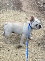 AKC Cream Sammy, a male French Bulldog for sale in West Plains, MO – Photo 3 of 8