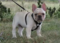 Frankie, a male French Bulldog for sale in West Plains, MO – 5 of 7