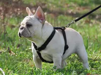 AKC Cream Opal, a female French Bulldog for sale in West Plains, MO – Photo 2 of 10