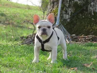 AKC Cream Opal, a female French Bulldog for sale in West Plains, MO – Photo 9 of 10