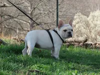 AKC Cream Opal, a female French Bulldog for sale in West Plains, MO – Photo 7 of 10
