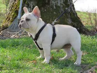 AKC Cream Opal, a female French Bulldog for sale in West Plains, MO – Photo 10 of 10