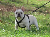 AKC Cream Opal, a female French Bulldog for sale in West Plains, MO – Photo 6 of 10