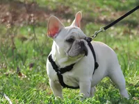 AKC Cream Opal, a female French Bulldog for sale in West Plains, MO – Photo 3 of 10