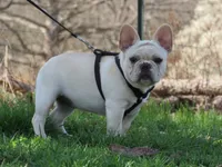 AKC Cream Opal, a female French Bulldog for sale in West Plains, MO – Photo 5 of 10
