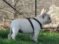 AKC Cream Opal, a female French Bulldog for sale in West Plains, MO – Photo 4 of 10