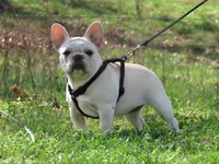 AKC Cream Opal, a female French Bulldog for sale in West Plains, MO – Photo 8 of 10