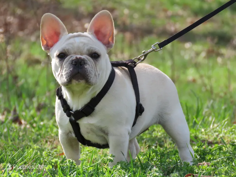 AKC Cream Opal – French Bulldog puppy for sale in West Plains, MO