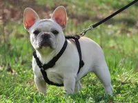 AKC Cream Opal, a female French Bulldog for sale in West Plains, MO – Photo 1 of 10