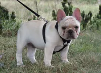 Frankie, a male French Bulldog for sale in West Plains, MO – 3 of 7