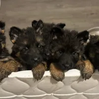 Embee, a female German Shepherd Dog for sale in Pemberton, NJ – Photo 4 of 5