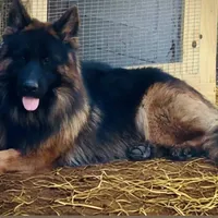 Embee, a female German Shepherd Dog for sale in Pemberton, NJ – Photo 3 of 5