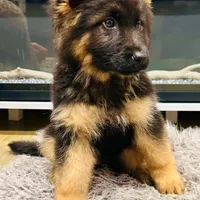 Embee, a female German Shepherd Dog for sale in Pemberton, NJ – Photo 1 of 5