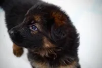 Barb VOM Haus Invictus Vita, a female German Shepherd Dog for sale in Pemberton, NJ – Photo 2 of 5