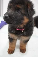 Barb VOM Haus Invictus Vita, a female German Shepherd Dog for sale in Pemberton, NJ – Photo 5 of 5