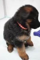 Barb VOM Haus Invictus Vita, a female German Shepherd Dog for sale in Pemberton, NJ – Photo 3 of 5