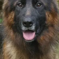 Joyii, a female German Shepherd Dog for sale in Pemberton, NJ – Photo 6 of 6