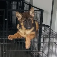 Joyii, a female German Shepherd Dog for sale in Pemberton, NJ – Photo 3 of 6