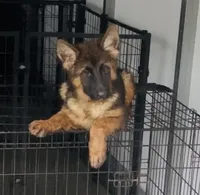 Joyii, a female German Shepherd Dog for sale in Pemberton, NJ – Photo 3 of 6