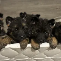 Joyii, a female German Shepherd Dog for sale in Pemberton, NJ – Photo 5 of 6