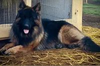 Joyii, a female German Shepherd Dog for sale in Pemberton, NJ – Photo 4 of 6