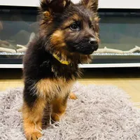 Joyii, a female German Shepherd Dog for sale in Pemberton, NJ – Photo 1 of 6