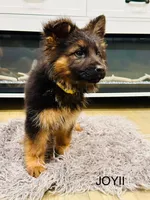 Joyii, a female German Shepherd Dog for sale in Pemberton, NJ – Photo 1 of 6