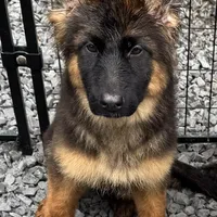 Joyii, a female German Shepherd Dog for sale in Pemberton, NJ – Photo 2 of 6