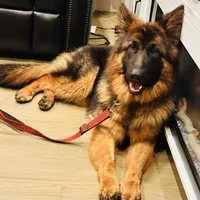 Barb, a female German Shepherd Dog for sale in Pemberton, NJ – Photo 1 of 3