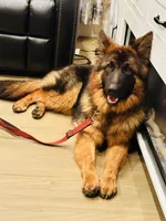 Barb, a female German Shepherd Dog for sale in Pemberton, NJ – Photo 1 of 3