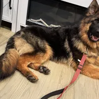 Barb, a female German Shepherd Dog for sale in Pemberton, NJ – Photo 2 of 3