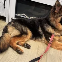 Barb, a female German Shepherd Dog for sale in Pemberton, NJ – Photo 3 of 3