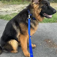 Envee, a male German Shepherd Dog for sale in Pemberton, NJ – Photo 2 of 6