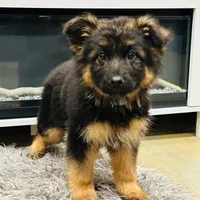 Envee, a male German Shepherd Dog for sale in Pemberton, NJ – Photo 4 of 6