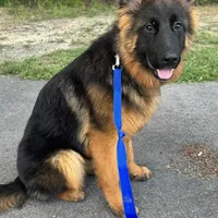 Envee, a male German Shepherd Dog for sale in Pemberton, NJ – Photo 1 of 6
