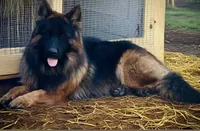 Envee, a male German Shepherd Dog for sale in Pemberton, NJ – Photo 6 of 6