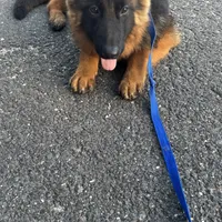 Envee, a male German Shepherd Dog for sale in Pemberton, NJ – Photo 3 of 6