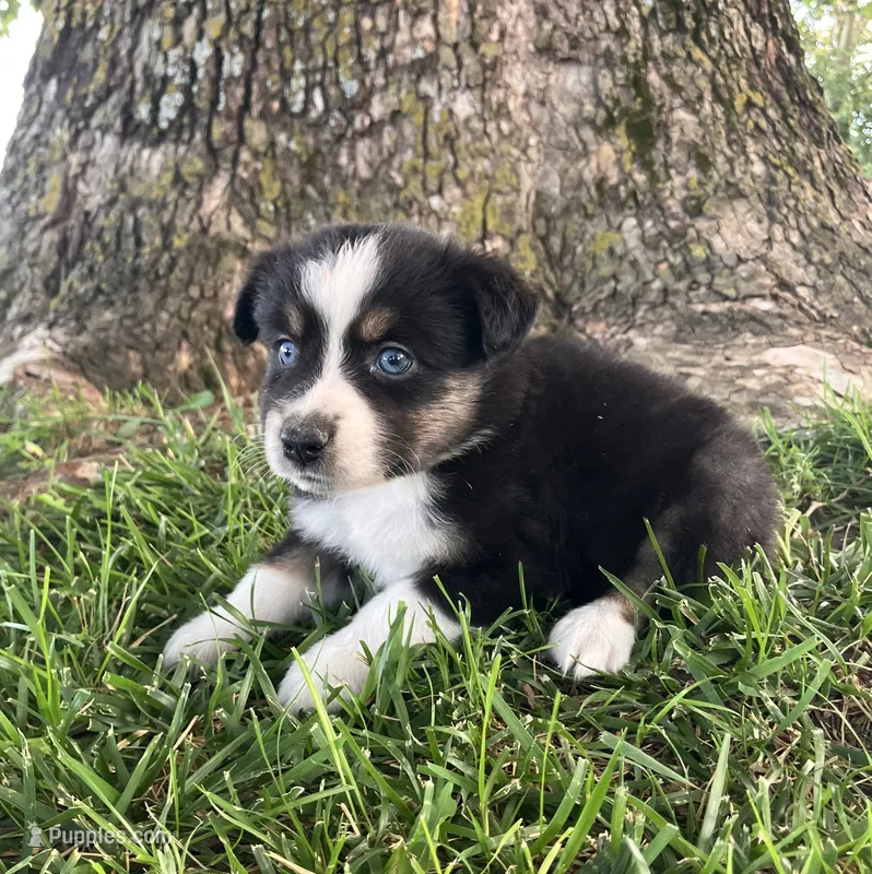 Tootsie - Black Tri Female – Miniature Australian Shepherd puppy for sale in Higginsville, MO