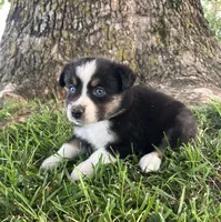 Tootsie - Black Tri Female, a female Miniature Australian Shepherd for sale in Higginsville, MO – 1 of 4