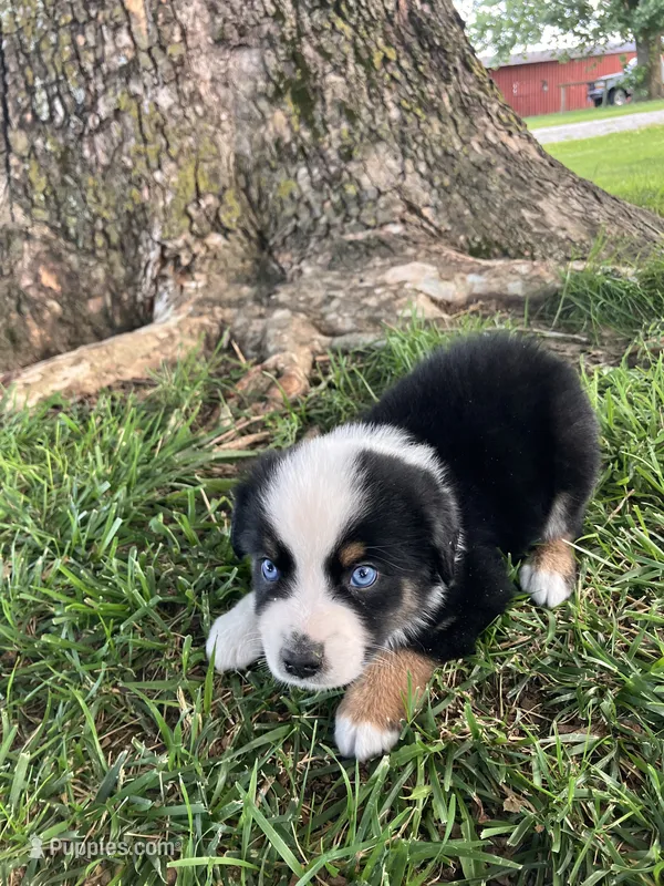 Travis - Black Tri Male – Miniature Australian Shepherd puppy for sale in Higginsville, MO