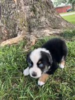 Travis - Black Tri Male, a male Miniature Australian Shepherd for sale in Higginsville, MO – 4 of 5