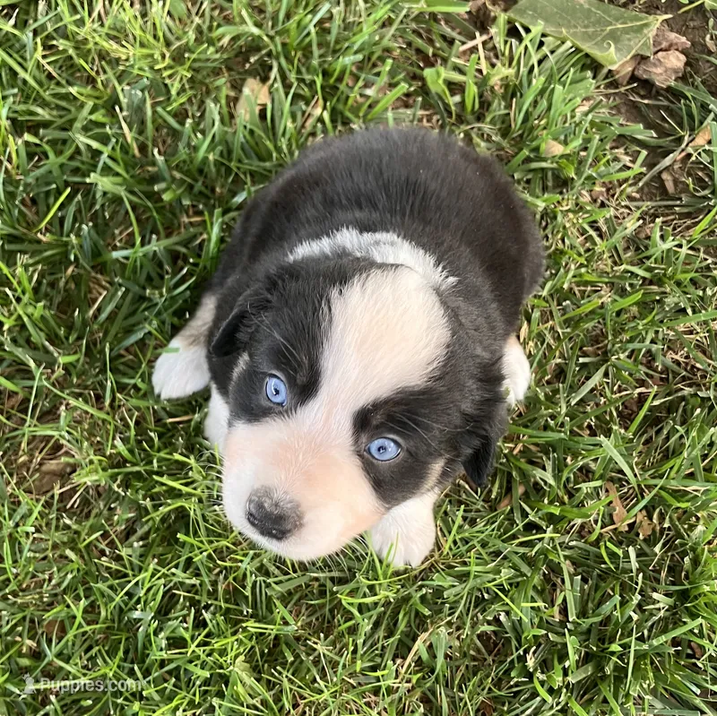 Bossy - Black Tri Female – Miniature Australian Shepherd puppy for sale in Higginsville, MO