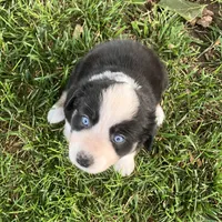 Bossy - Black Tri Female, a female Miniature Australian Shepherd for sale in Higginsville, MO – 3 of 4